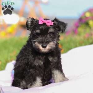Lila, Miniature Schnauzer Puppy